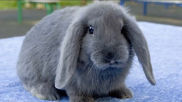 Сколько живут декоративные кролики? смотреть онлайн