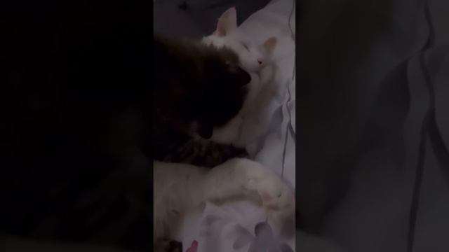Такая любовь #кот #котики