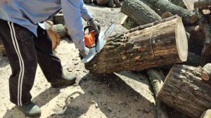 Stihl MS 291 la lemne groase.