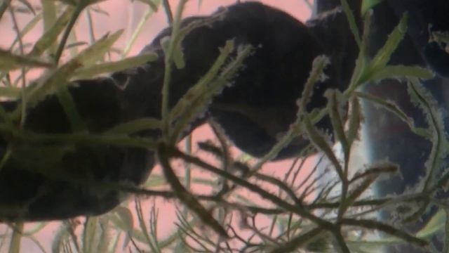 Tylomelania. Тиломелания в новом аквариуме. смотреть онлайн