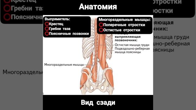 Болит поясница. Снимаем напряжение. Доктор Артем Пак