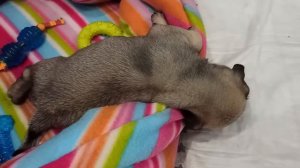 Маленький мопс спит