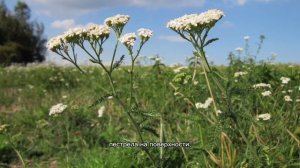 Степь... Отрывок из произведения "Тарас Бульба" Н.В.Гоголя.