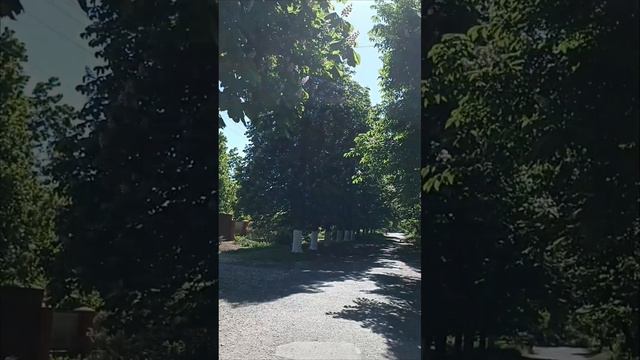 Каштан в цвету