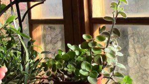 Каланхоэ. Нарезаю черенки от материнского растения каланхоэ блоссфельда.