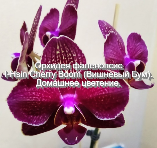 Орхидея фаленопсис I-Hsin Cherry Boom (Вишневый Бум). Домашнее цветение.