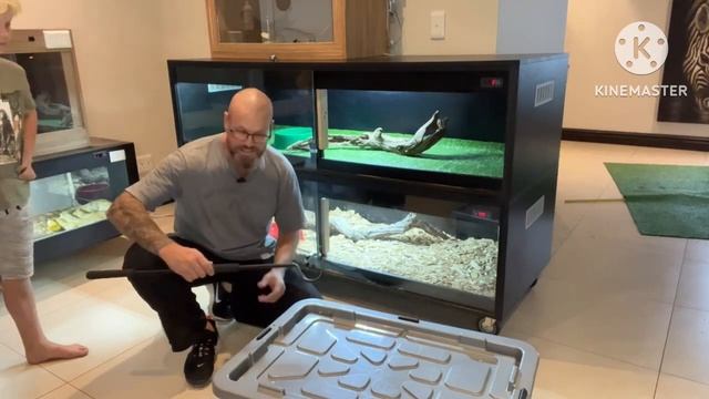 Reticulated Python- new type of “substrate” experiment.