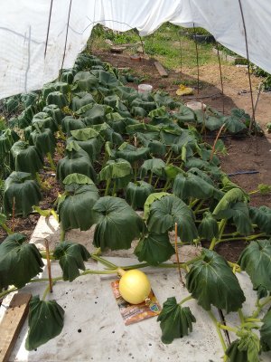 29. Как восстановить сгоревшую от жары плеть у тыквы. Секретная Техника!))) 2023 г