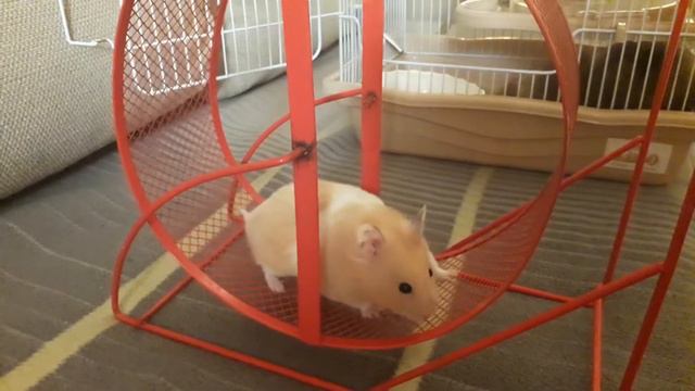 Активный хомяк бегает в колесе🤣 смотреть онлайн