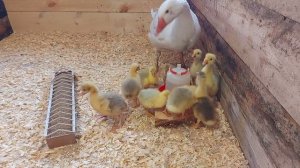 отдал гусыне инкубаторских гусят! приняла или нет??