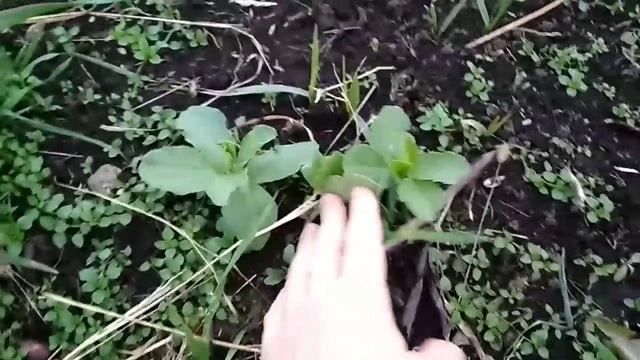 Вольерный крольчатник. Рацион кролика при вольерном содержании. смотреть онлайн