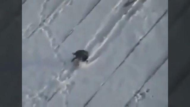 Умные вороны смотреть онлайн