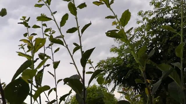 Формируем сливу по зелёным побегам, третий прирост смотреть онлайн