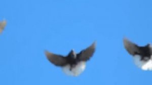 Милитопольские красивые!