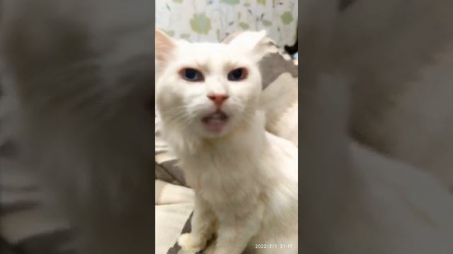 Я шоколадный... заяц смотреть онлайн