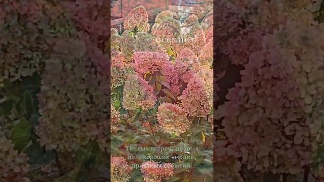 Однажды ветер пригласил на танец листья... смотреть онлайн