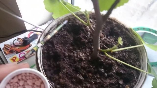 Инжир, уход и подкормка молодого саженца.