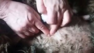 Лучшее лечение при ушибе вымени