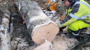 STIHL MS 201 C-M chain saw in action