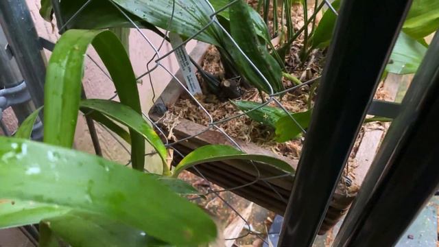 AN ORCHID A DAY EPISODE 510 30 DAY LOOK AT ECUAGENERA ORCHID HAUL смотреть онлайн