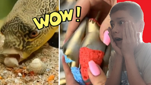 ПОПРОБУЙ НЕ СКАЗАТЬ ВАУ ЧЕЛЛЕНДЖ с НАКАЗАНИЕМ !