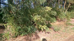 нашел серебряные 5 копеек