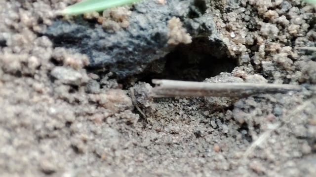 Муравьи Жнецы в Беларуси - Подготовка Зиме Messor structor