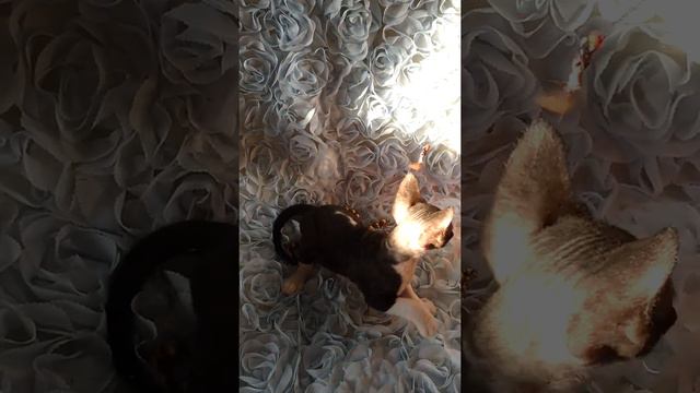 Играет Девон-рекс смотреть онлайн