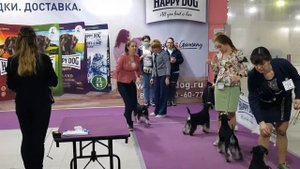 Монопородная выставка цвергшнауцеров 25.04.2021г. Суки открытый класс.