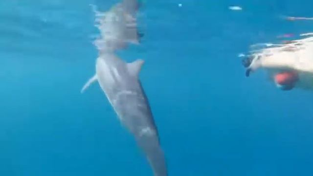 golfinho de mergulhador de animais de estimação