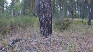 Грибная пора. Нашли в лесу поляну, а там .....!!! Смотреть до конца.