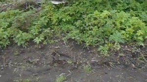Южные яблони в Сибири, стланцевые сады, формировка стелющим, кордоном!