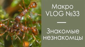 Знакомые незнакомцы / МакроVLOG№33 / Микропланета
