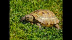 Валентина Толкунова Черепаха Песня для детей