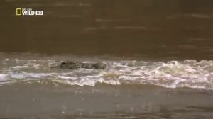 Река Мара   самая кровавая река мира   Ust Ilim blogs 360p