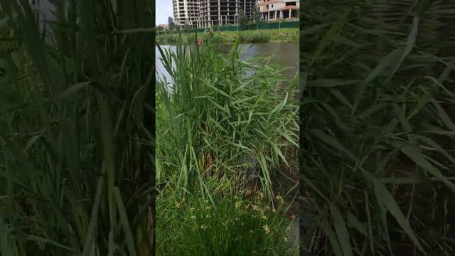 Деньги на мечту, как сэкономить... смотреть онлайн