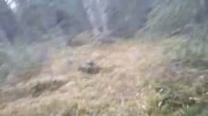 Проверка петель на рябчика