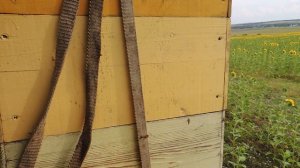 Сколько мёда в улье и разделительная решетка