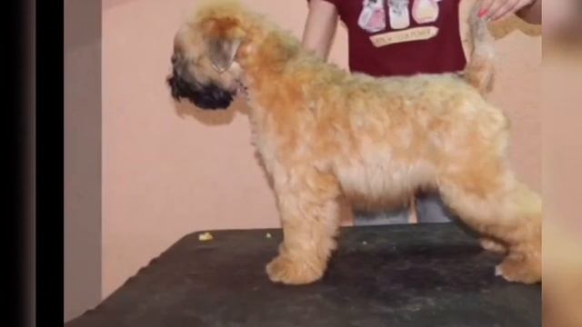 Милые щенки. Ирландский Мягкошерстный Пшеничный Терьер из питомника "Мечта Поэта" г. Смоленск смотреть онлайн