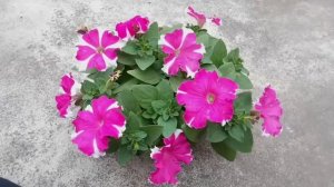 Grow Petunia🌷🌷 Plant at Home || How to grow Petunia Flowers in Pot  || petunia Flowers🌷🌷