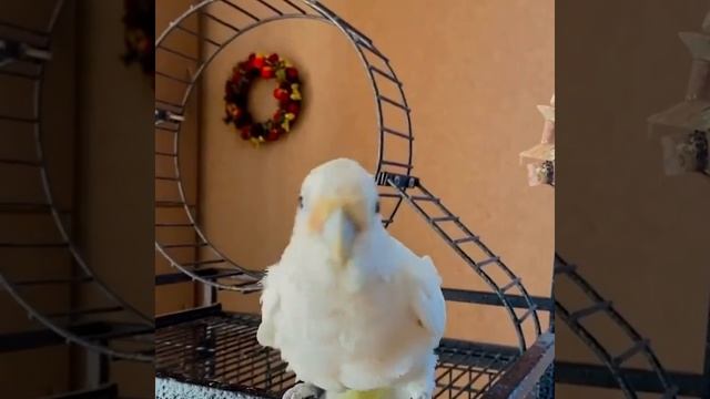 Смешные животные - Смешные кошки/собаки/птицы - Смешные видео с животными 54