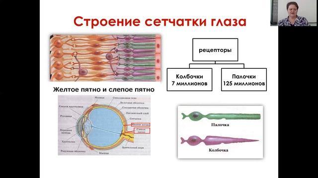 Кроссворд зрительный анализатор. Биология 9 класс сенсорные системы контрольная для нормальной работы.