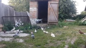 Правильно подкладываем яйца или голубят. Школа голубевода№12