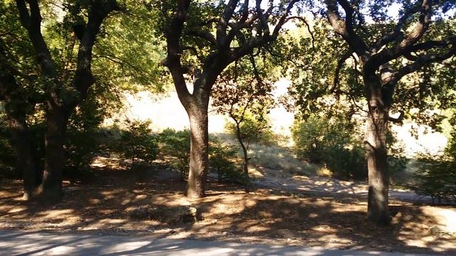 3 Дуба.Ширина ствола,один обхват взрослого человека 10.08.2020г.Ушакова балка,Севастополь. смотреть онлайн