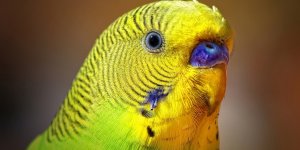 Попугаи. 1 часть