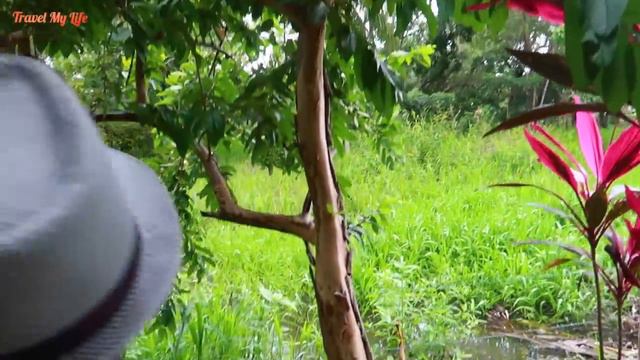 ЖИЗНЬ У ОКЕАНА | РУССКИЕ В КОСТА-РИКЕ | COSTA-RICA