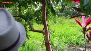 ЖИЗНЬ У ОКЕАНА | РУССКИЕ В КОСТА-РИКЕ | COSTA-RICA