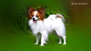 Топ 10 САМЫХ МАЛЕНЬКИХ ПОРОД СОБАК