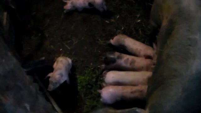 Свиньи как бизнес , разведение поросят на продажу.