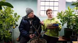 Как вырастить персики в средней полосе